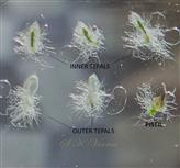  Tepals 5 ( 3 inner and 2  outer large) and a Pistil